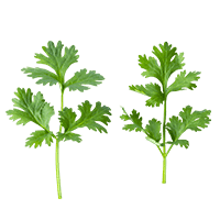 Artemisia