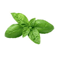 Basil