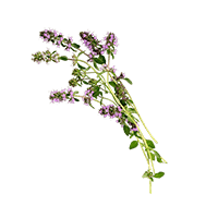 Clary Sage