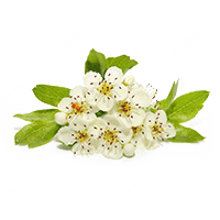 Hawthorn