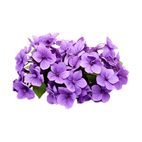 Heliotrope