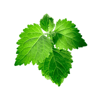 Patchouli
