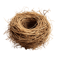 Vetiver