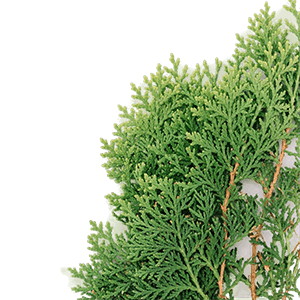 Cypress