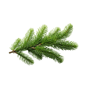 Fir