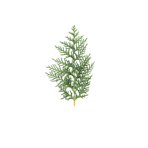Hinoki Wood