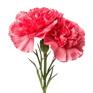 Carnation