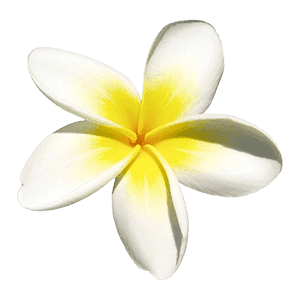 Frangipani