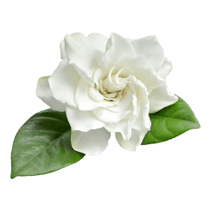 Gardenia