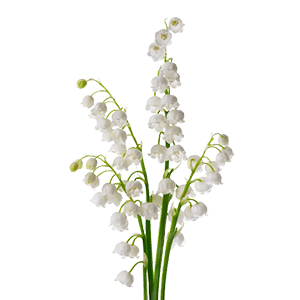 Lily-of-the-Valley