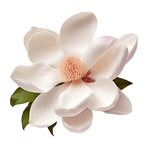 Magnolia
