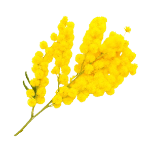 Mimosa