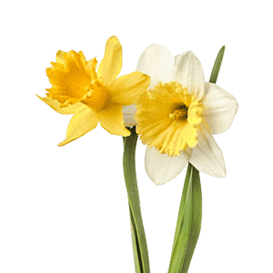 Narcissus
