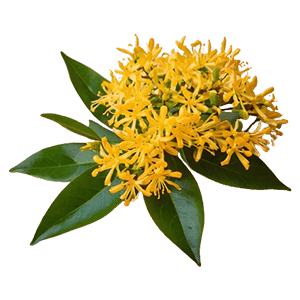 Osmanthus