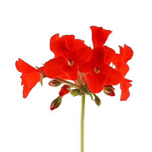Pelargonium