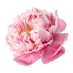 Peony