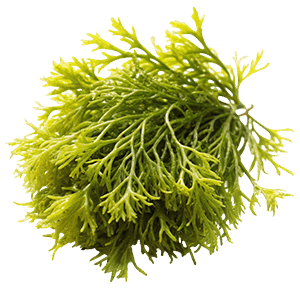 Oakmoss