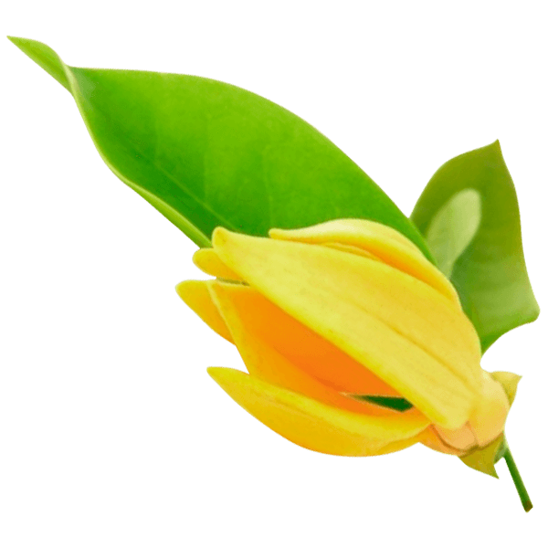 Ylang-Ylang