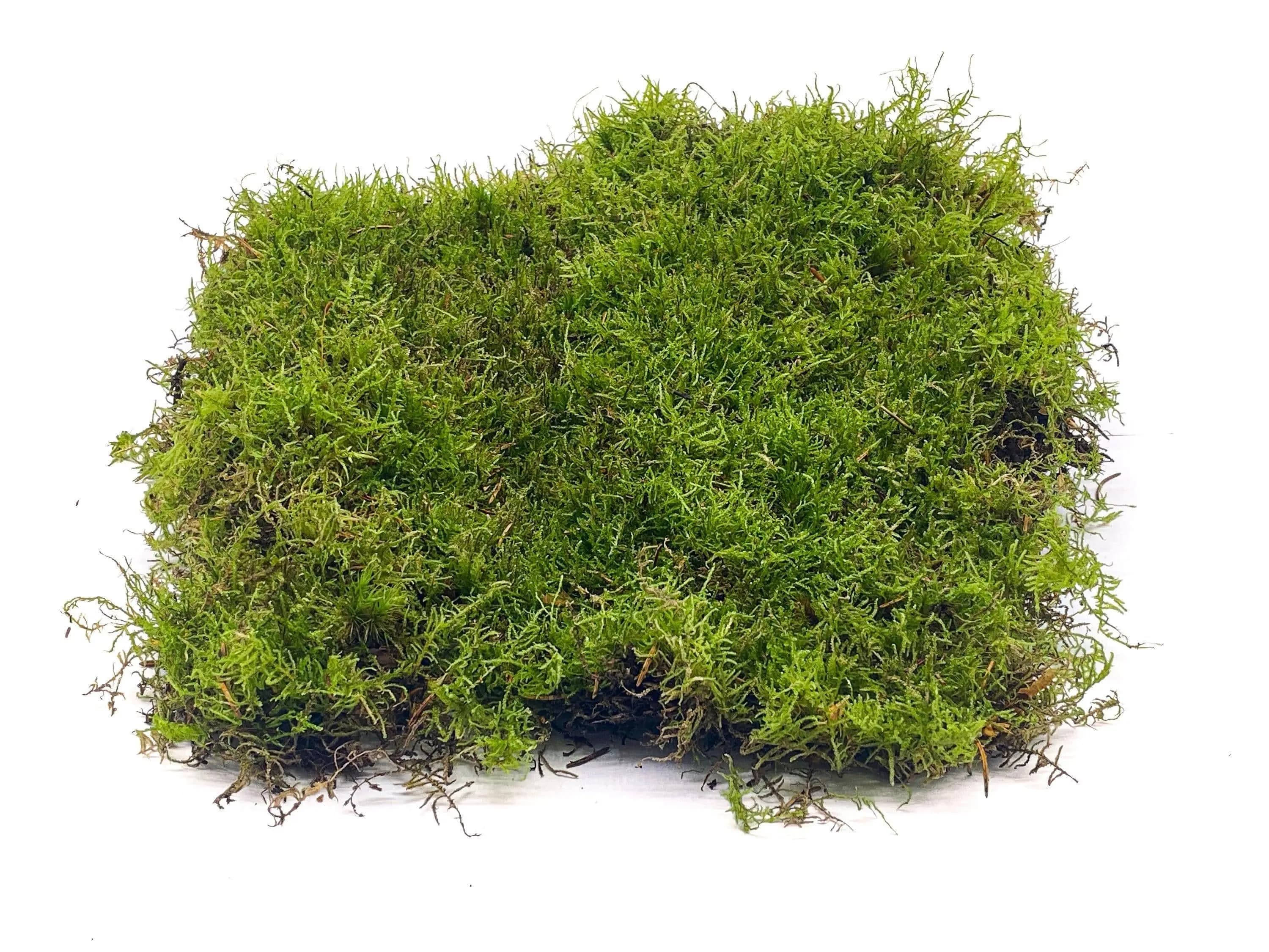 Moss