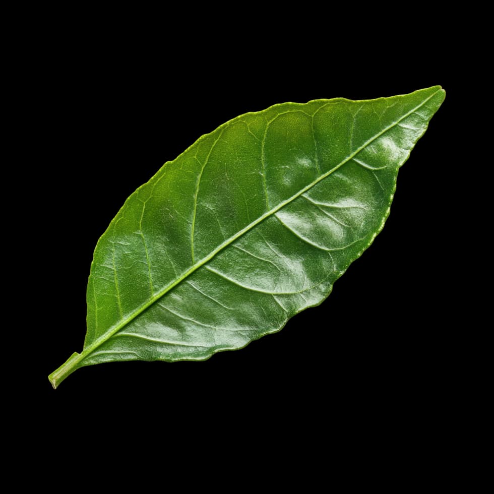 Bergamot Leaf