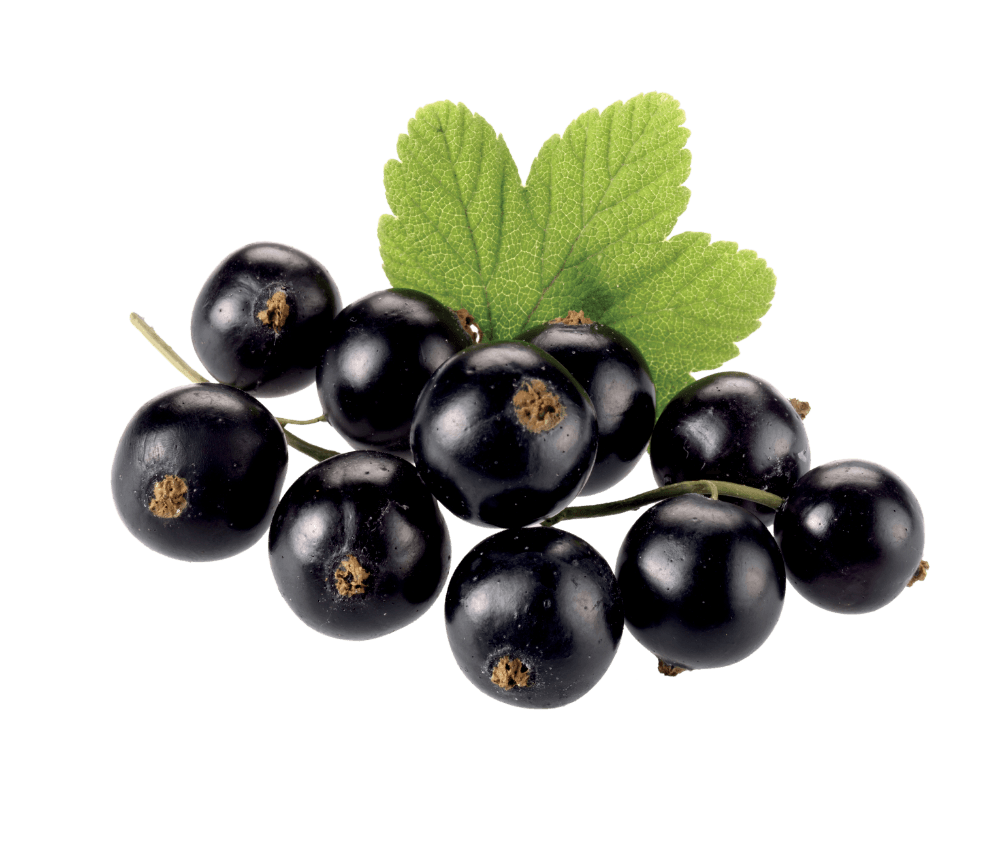 Black Currant