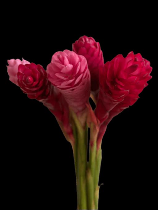 Ginger Flower