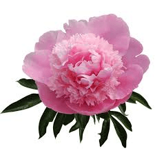Pink Peony