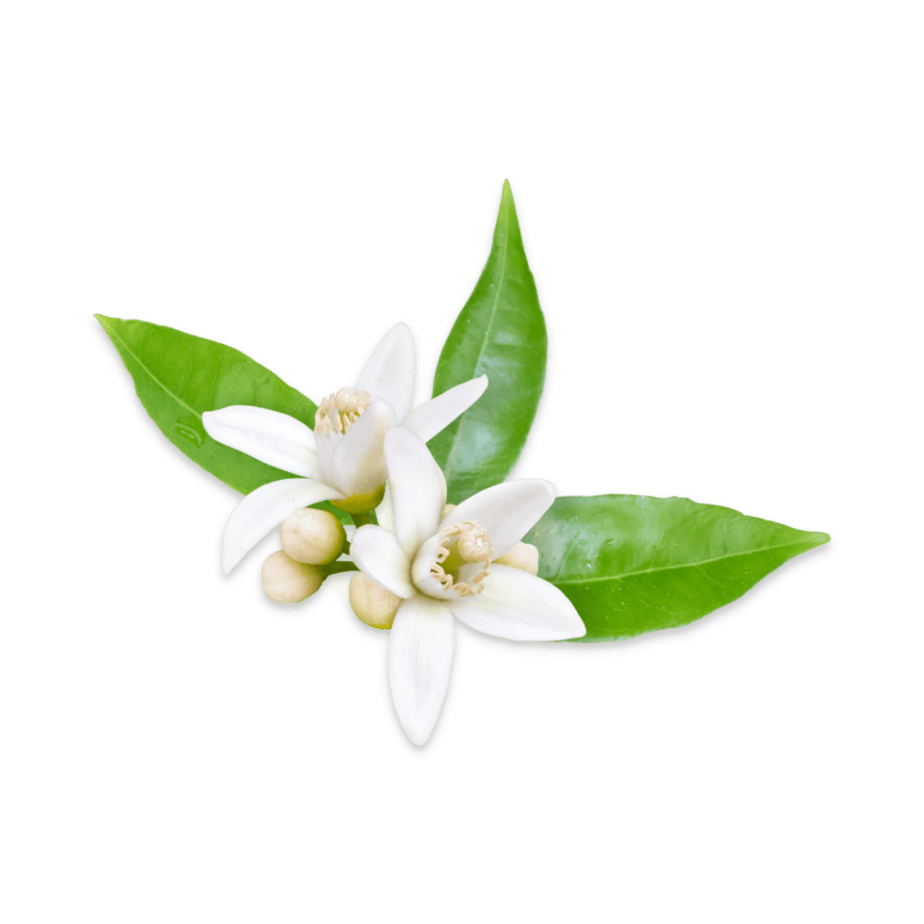 Orange Blossom