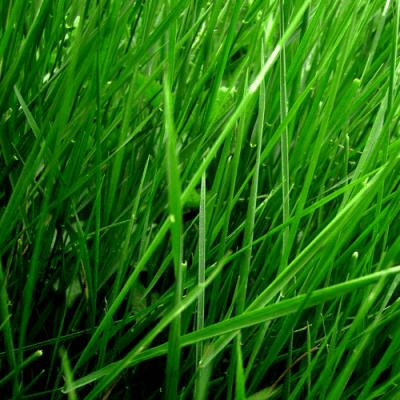 Green Notes