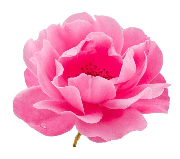 Bulgarian Rose 