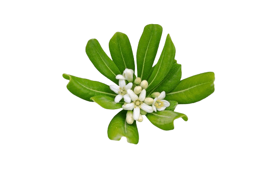 Pitosporum