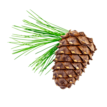 Virginia Cedar